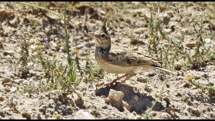 Crested Lark