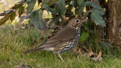 Song Thrush
