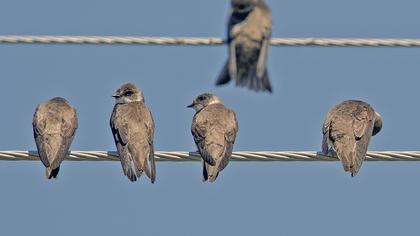 Sand Martin