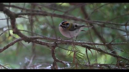 Common Firecrest