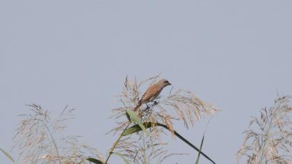 Red-backed Shrike