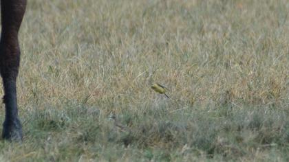 Western Yellow Wagtail