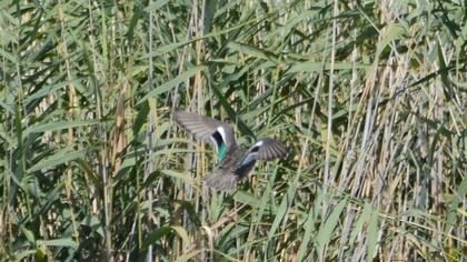 Eurasian Teal