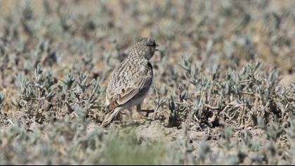 Turkestan Short-toed Lark