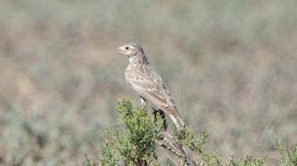 Turkestan Short-toed Lark