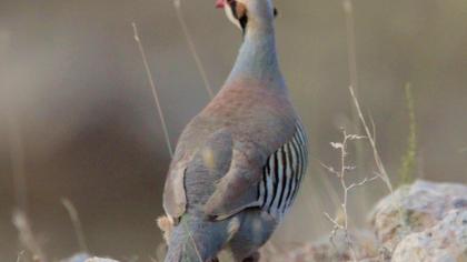 Chukar Partridge