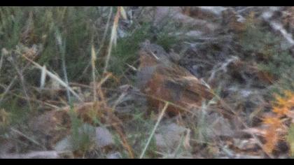 Cretzschmar`s Bunting