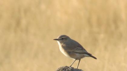 Isabelline Wheatear