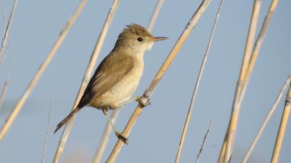 Eurasian Reed Warbler
