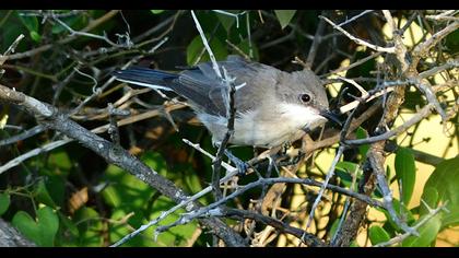 Eastern Orphean Warbler