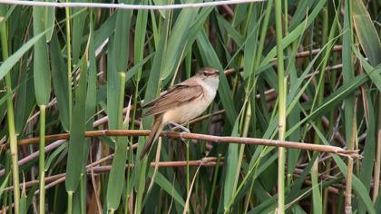 Great Reed Warbler