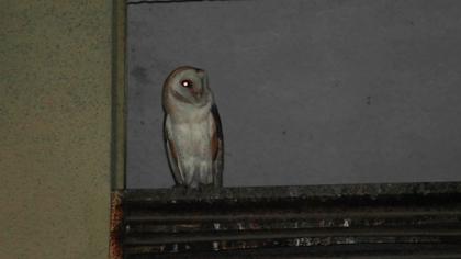 Western Barn Owl