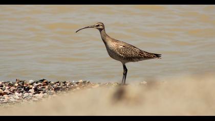 Whimbrel