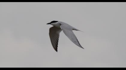 Gull-billed Tern