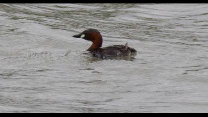 Little Grebe