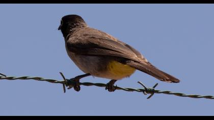 White-spectacled Bulbul