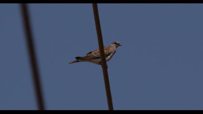 European Turtle Dove