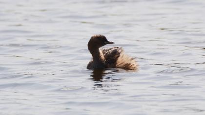 Little Grebe