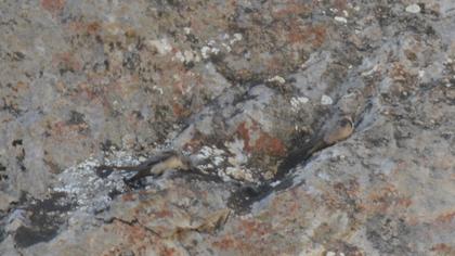 Eurasian Crag Martin