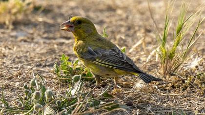 European Greenfinch
