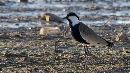 Spur-winged Lapwing