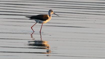 Black-winged Stilt