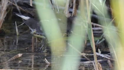 Common Moorhen