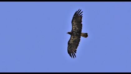 Eastern Imperial Eagle