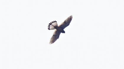 Common Kestrel