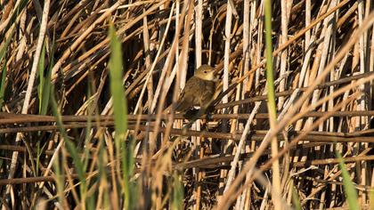 Eurasian Reed Warbler