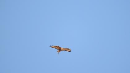 Long-legged Buzzard