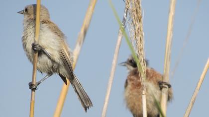 Eurasian Penduline Tit