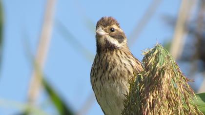Common Reed Bunting