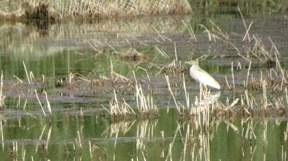 Squacco Heron