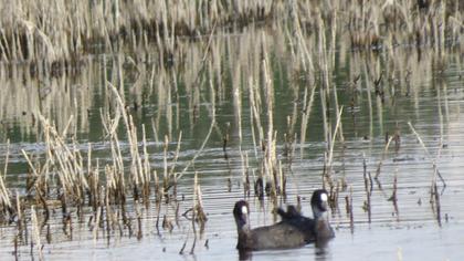 Eurasian Coot