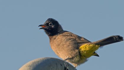White-spectacled Bulbul