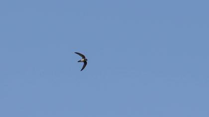 Alpine Swift