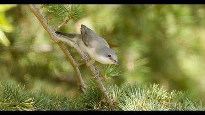 Lesser Whitethroat