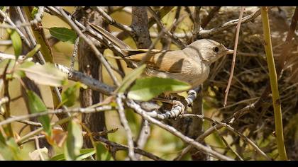 Spectacled Warbler