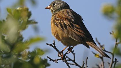 Ortolan Bunting