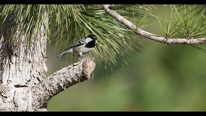 Coal Tit