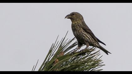 Red Crossbill