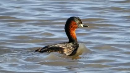 Little Grebe