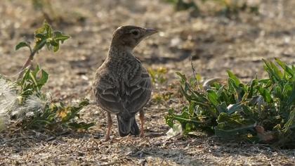 Greater Short-toed Lark