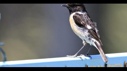 European Stonechat