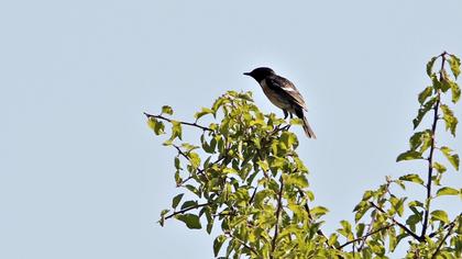 European Stonechat