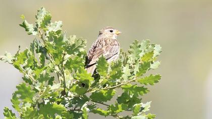 Corn Bunting