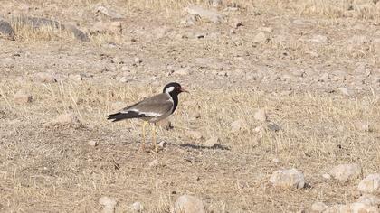 Red-wattled Lapwing