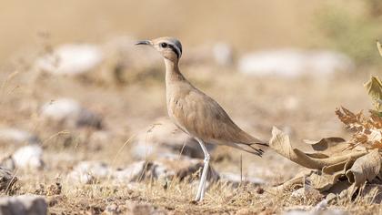 Cream-colored Courser