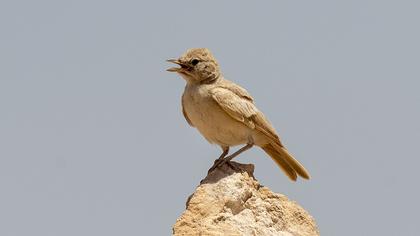 Desert Lark